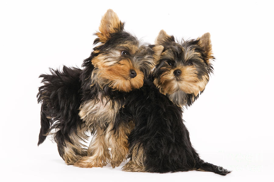 Yorkie Puppies #1 Photograph by Jean-Michel Labat