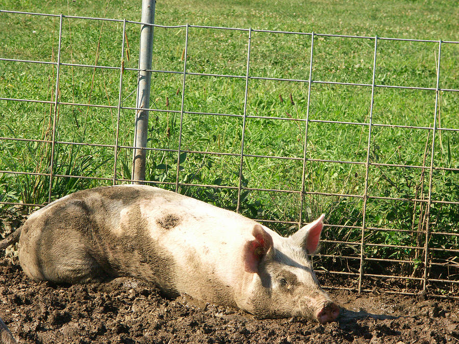 Yorkshire Pig #1 Photograph by Bonnie Sue Rauch