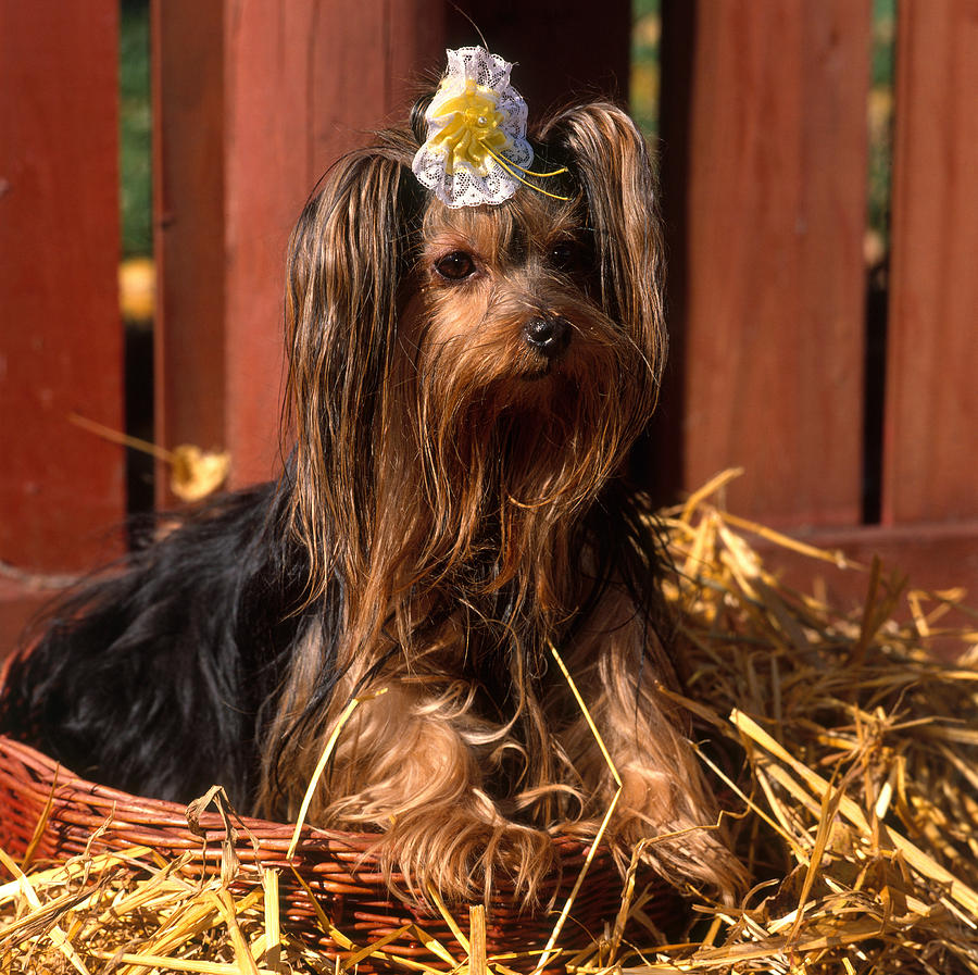 Yorkshire Terrier #1 Photograph by Jeanne White