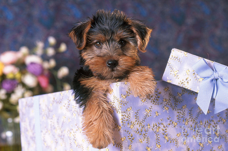Yorkshire Terrier Puppy Photograph by Alan and Sandy Carey