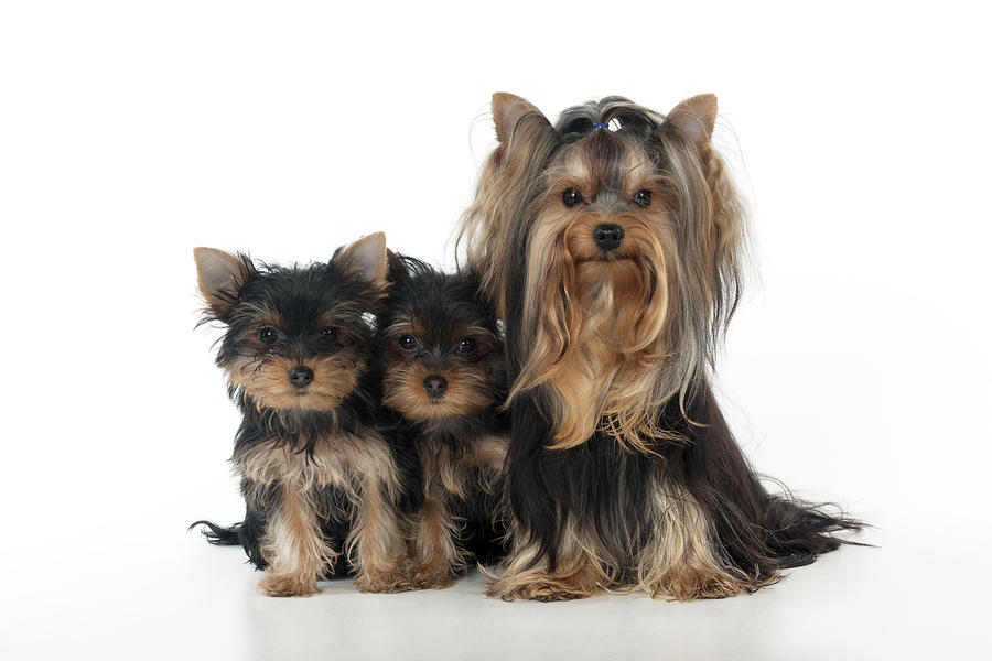 Yorkshire Terrier With Puppies #1 Photograph by John Daniels