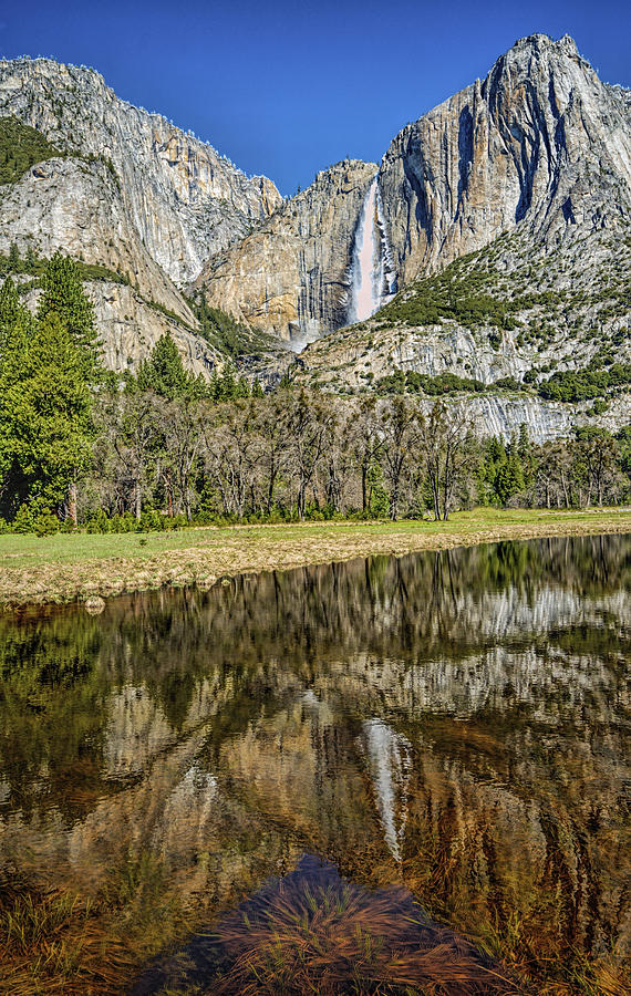 Yosemite National Park Photograph - Natural Curiosity by Maria Coulson