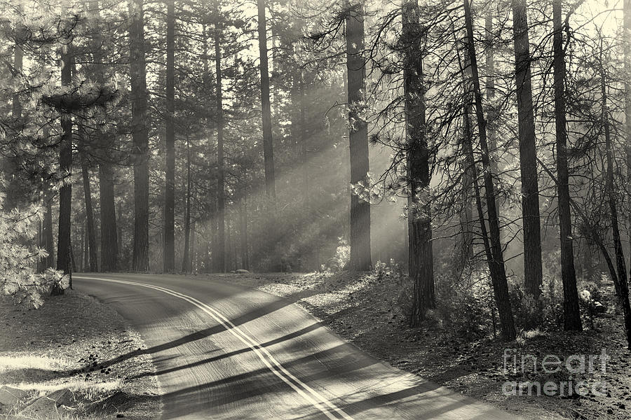 Yosemite sunlight #1 Photograph by Jane Rix