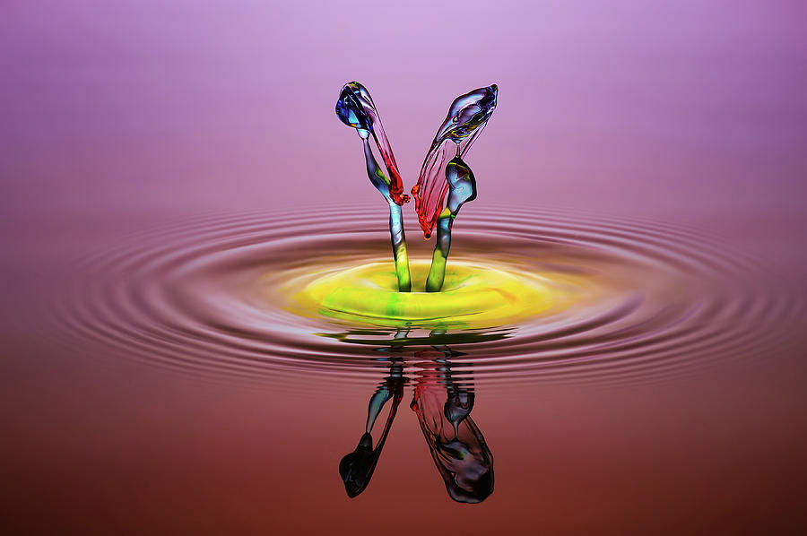 Macro Photograph - You And Me by Muhammad Berkati Macro Photograph - You And Me by Muhammad Berkati