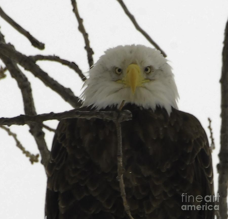 Bald Eagle Photograph - You Looking at Me #1 by Robert Smice