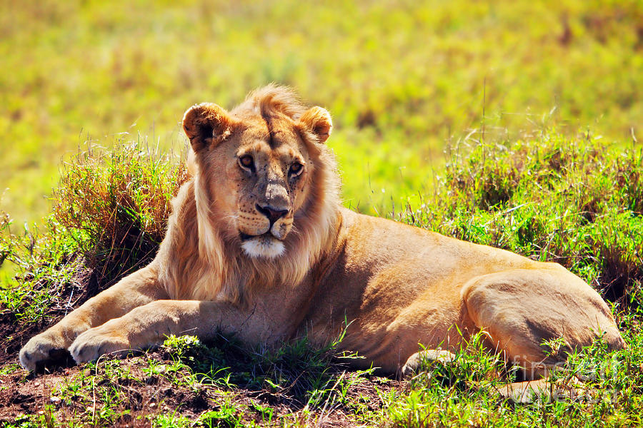 Young adult male lion on savanna. Safari in Serengeti. Tanzania #1 Photograph by Michal Bednarek