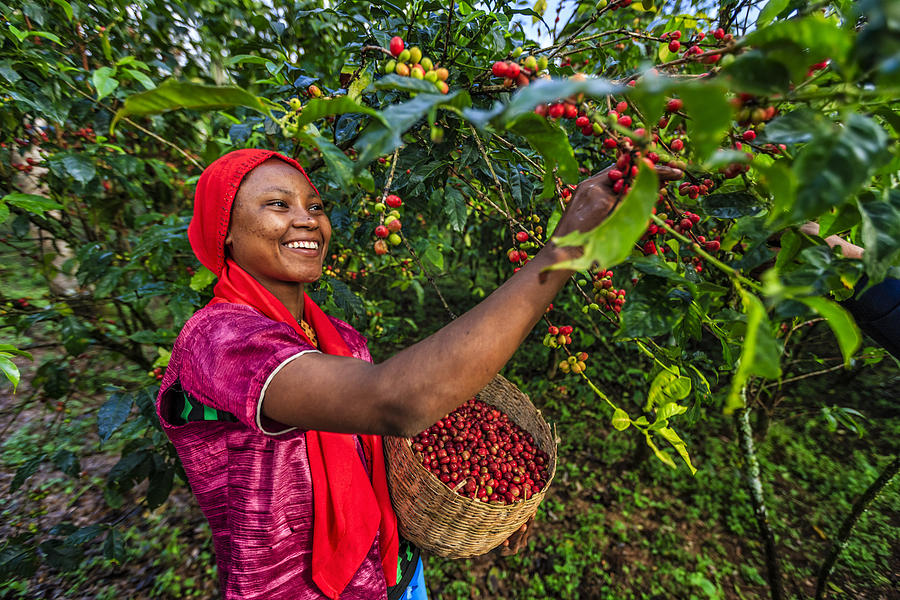 Young African woman collecting coffee cherries, East Africa #1 Photograph by Bartosz Hadyniak