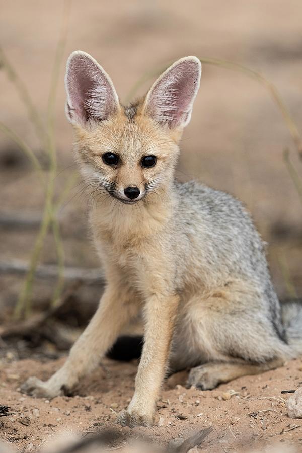 Fox Photograph - Young Cape Fox #1 by Tony Camacho/science Photo Library