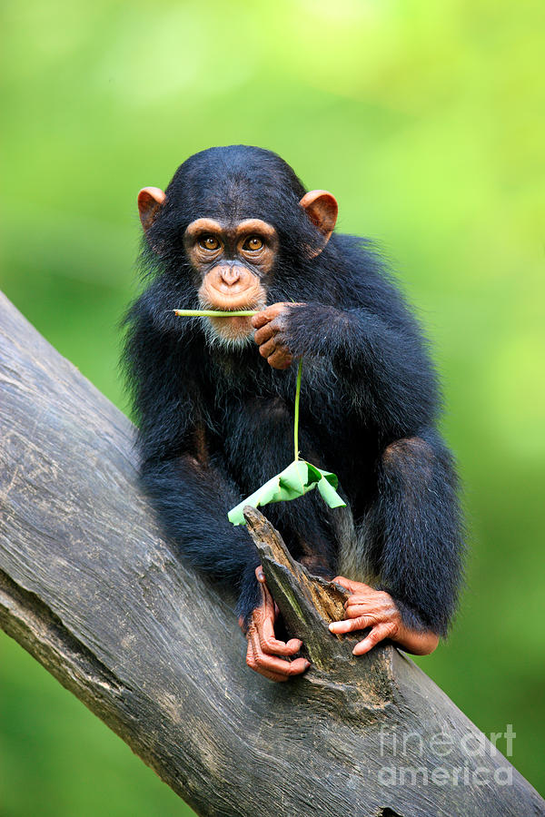 Young Chimpanzee #1 Photograph by Sohns/Okapia
