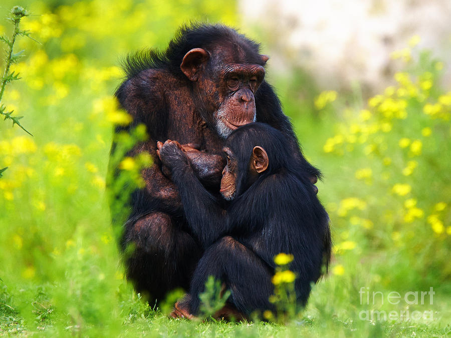 Nature Photograph - Young Chimpanzee with adult #1 by Nick  Biemans