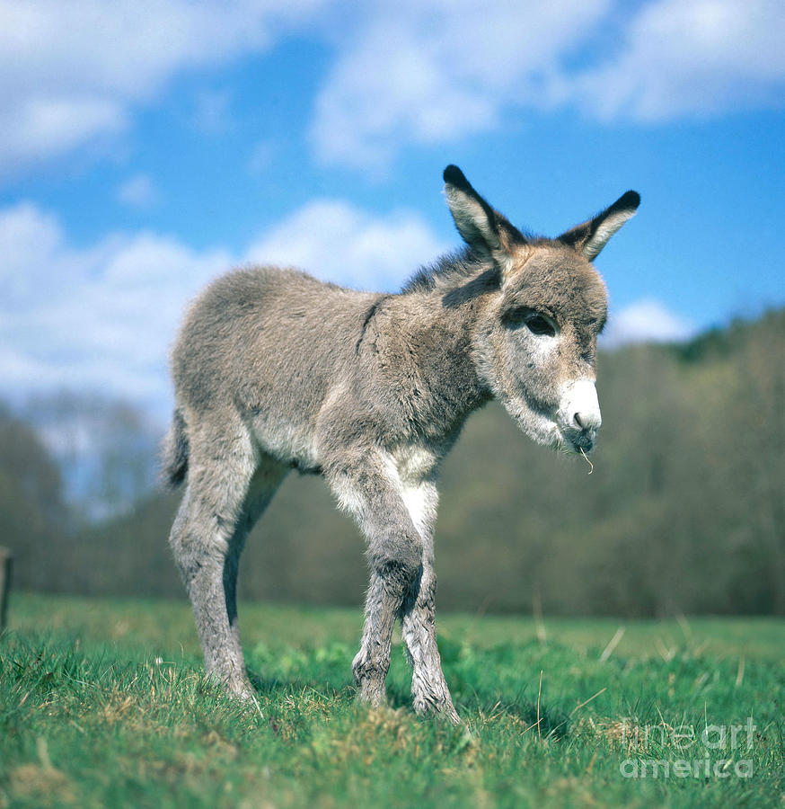 Mammal Photograph - Young Donkey #5 by Hans Reinhard