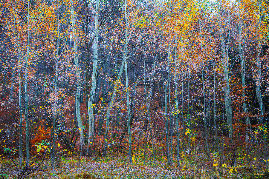 Young Forest Golden Autumn Photograph by Jivko Nakev