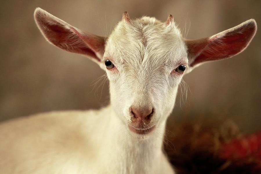 Nature Photograph - Young Goat #1 by Mauro Fermariello