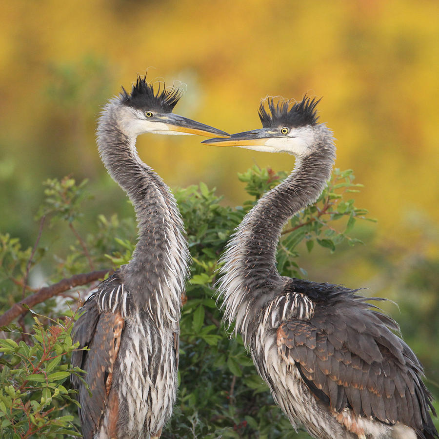 Young Herons Photograph by Brian Magnier - Fine Art America