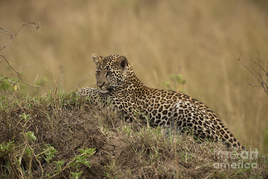 Nature Photograph - Young Leopard, Kenya #1 by John Shaw