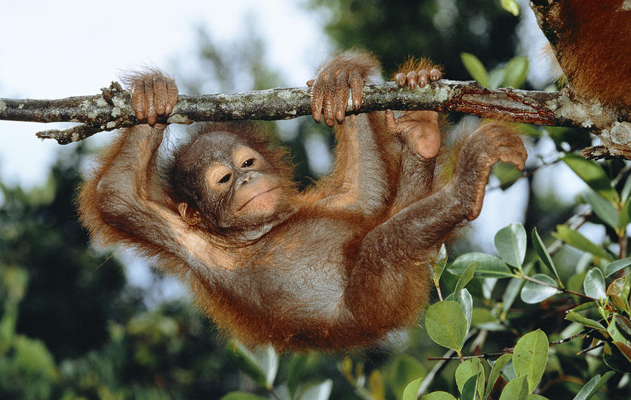 Young Orangutan #1 Photograph by M. Watson