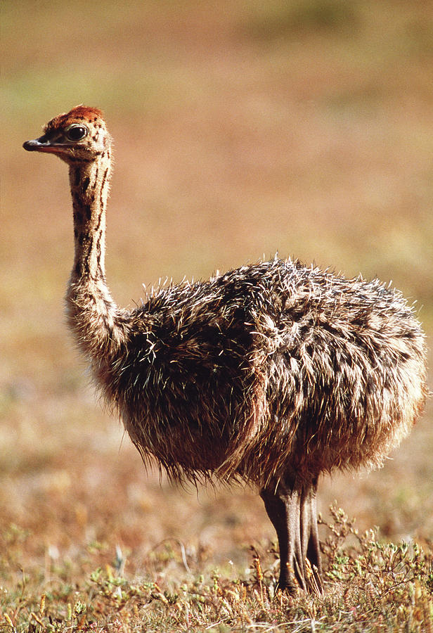 Young Ostrich #1 Photograph by Science Photo Library Young Ostrich #1 Photograph by Science Photo Library