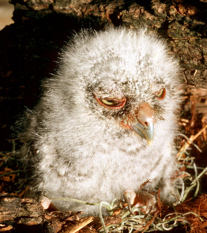 Owl Photograph - Young Screech Owl #1 by Millard H. Sharp