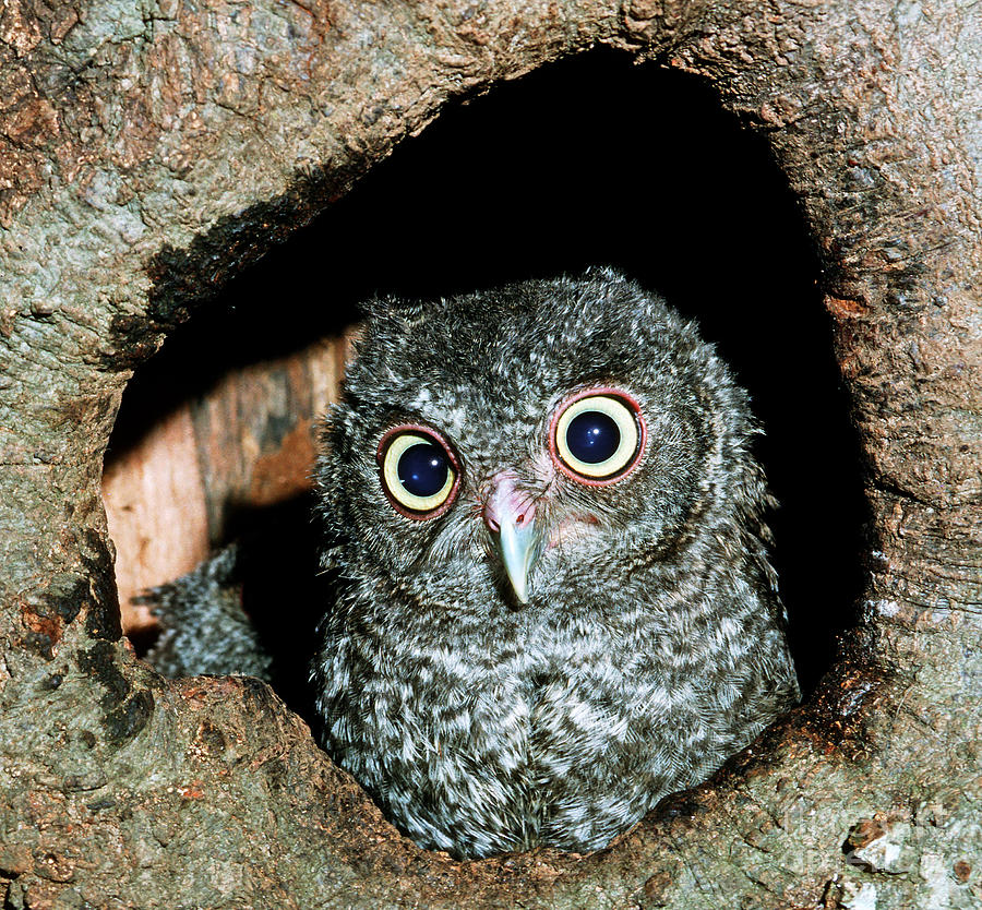 Young Screech Owl Otis Asio Photograph by Millard H. Sharp - Fine Art ...