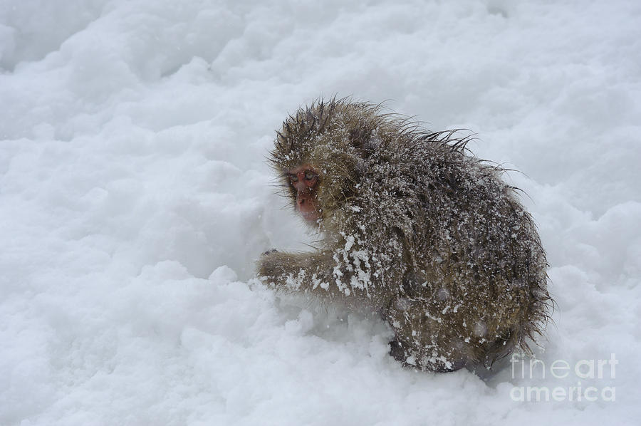 Young Snow Monkey #1 Photograph by John Shaw