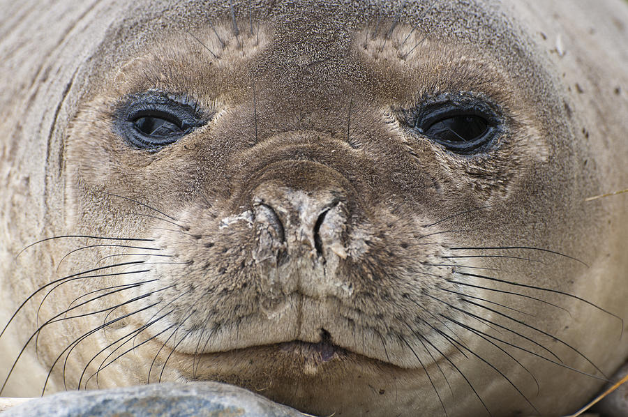 Young Southern Elephant Seal #1 Photograph by John Shaw