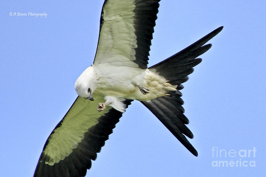 Young Swallow-tailed Kite #1 Photograph by Barbara Bowen
