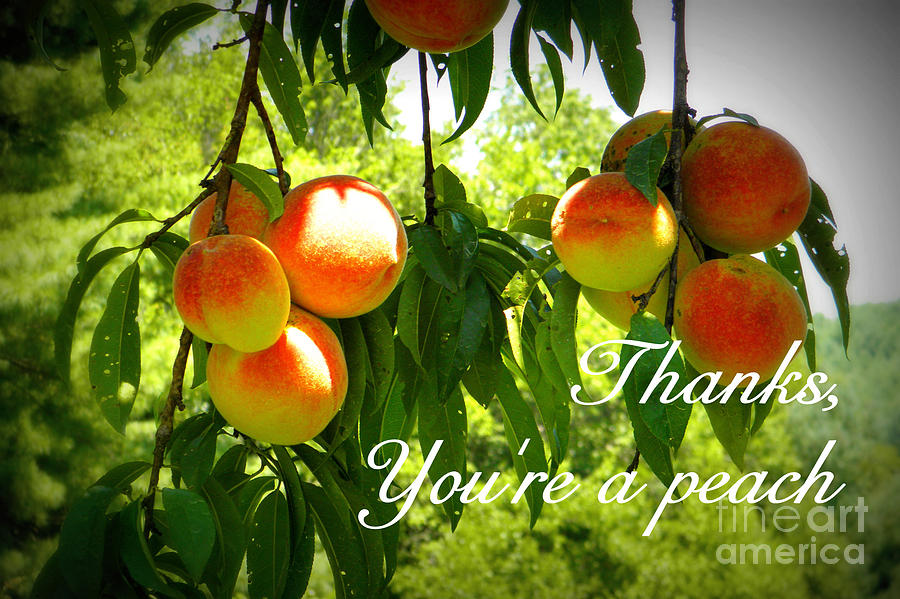 Youre a Peach Photograph by Valerie Reeves