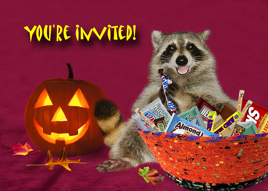 Pumpkin Photograph - Youre Invited Halloween Raccoon #1 by Jeanette K