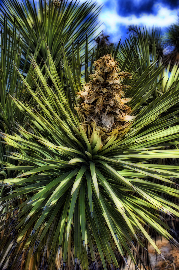 Yucca #1 Photograph by Hugh Smith