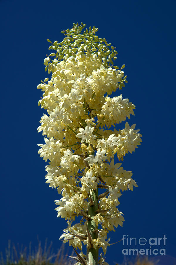 Flower Photograph - Yucca in Bloom #1 by Jane Axman