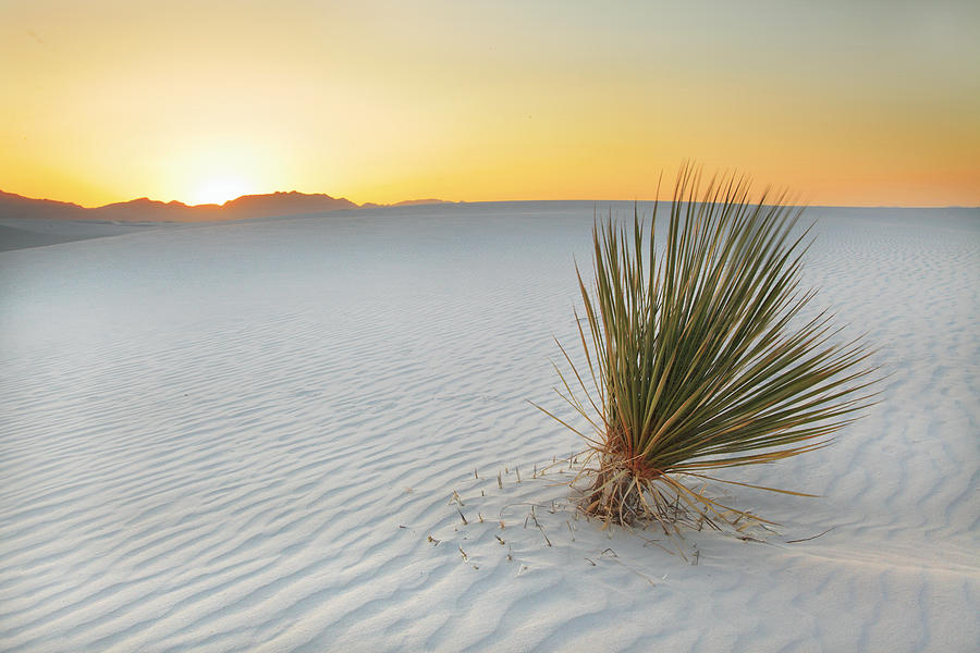 Yucca Plant at White Sands #1 Photograph by Alan Vance Ley