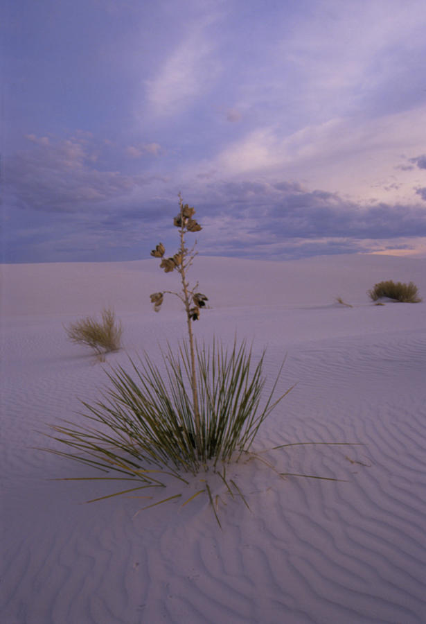 Yucca Plants Growing In The Desert Sand #1 Photograph by Tony Craddock/science Photo Library