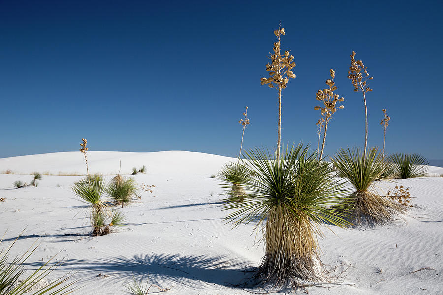 Yucca (yucca Elata) Plants Photograph by Jim West - Fine Art America