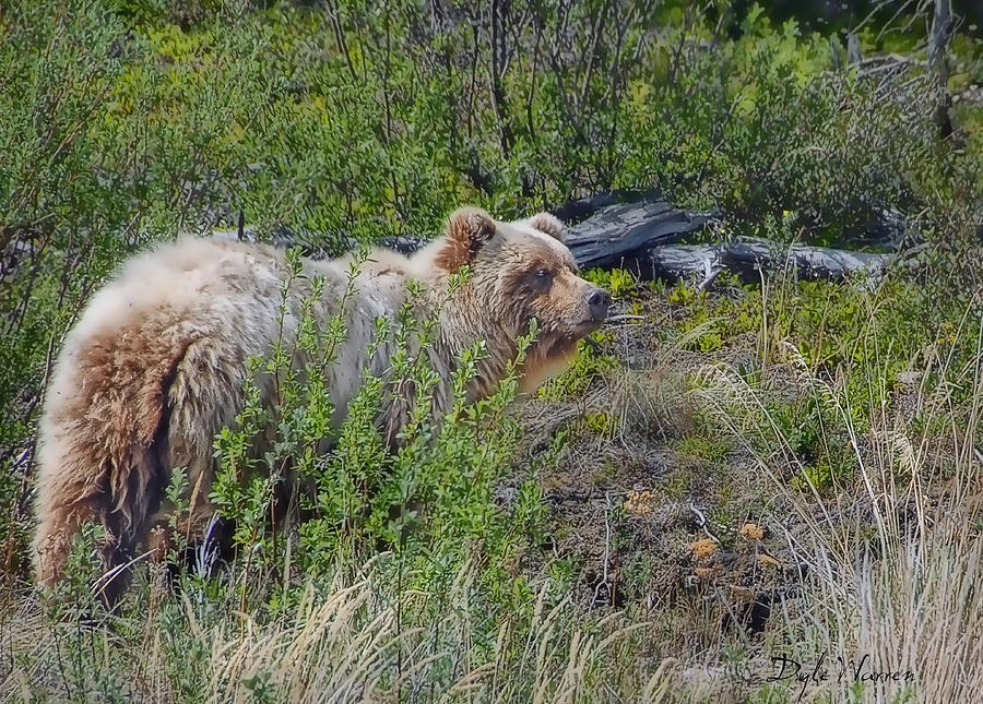 Bear Photograph - Yukon Grizzly #2 by Dyle   Warren