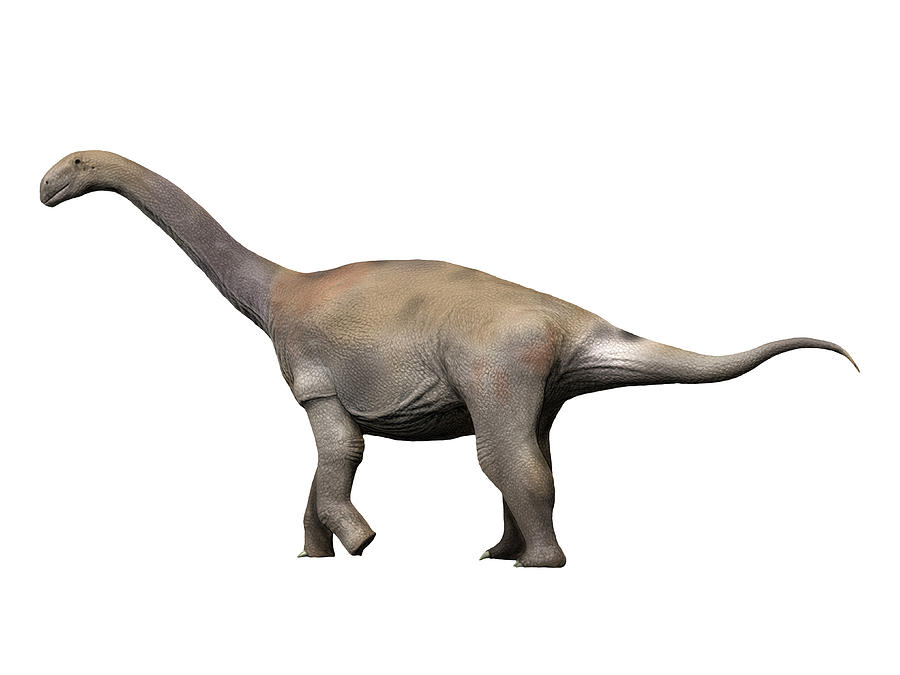 a sauropod