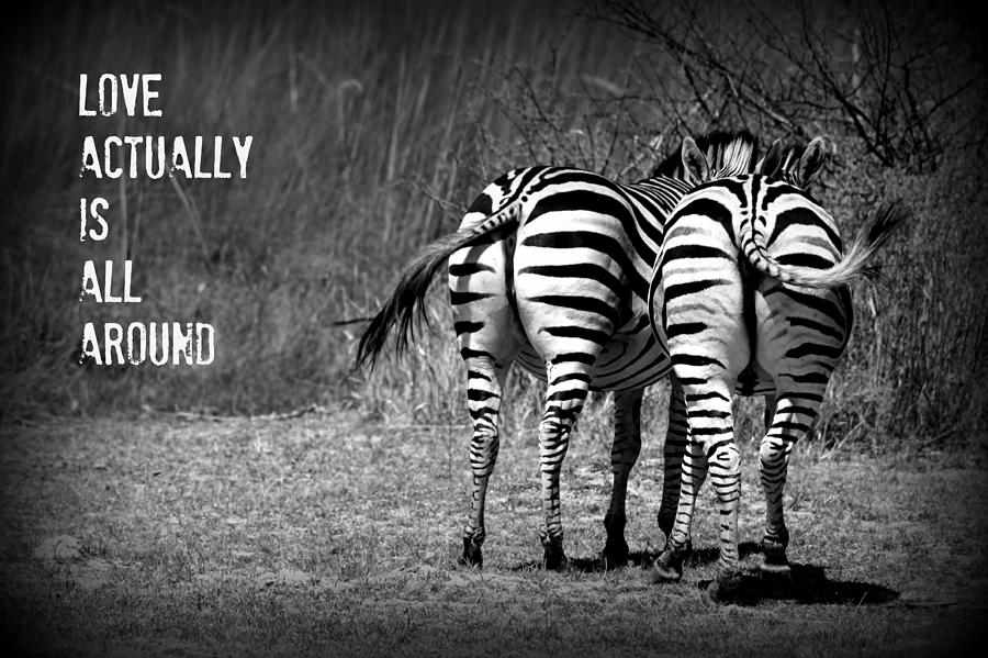 Zebra #1 Photograph by Amanda Stadther