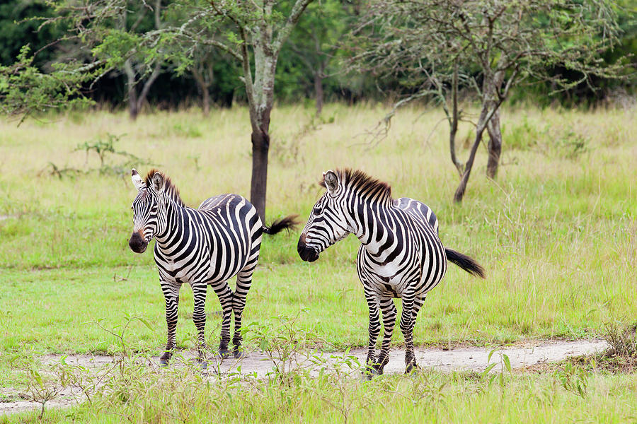 Zebra At Lake Mburo National Park #1 Photograph by 1001slide