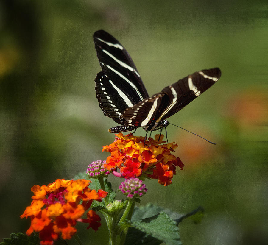 Zebra Butterfly #3 Photograph by Saija Lehtonen