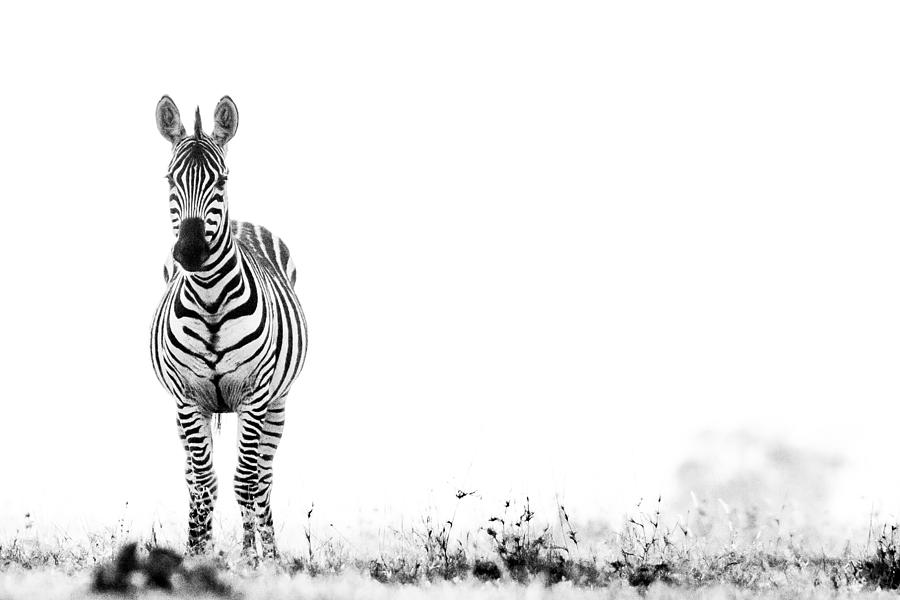 Zebra Facing Forward Washed Out Sky Bw #1 Photograph by Mike Gaudaur