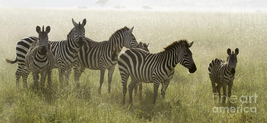 Zebra Family #1 Photograph by Chris Scroggins