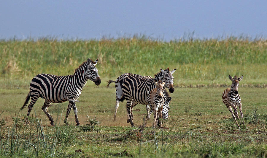 Zebra Family #1 Photograph by Tony Murtagh