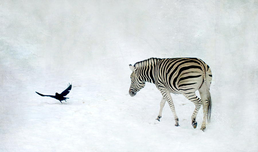 Zebra #1 Photograph by Heike Hultsch