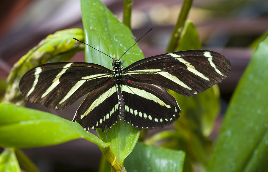 Zebra Heliconian Butterfly #1 Photograph by Jack R Perry