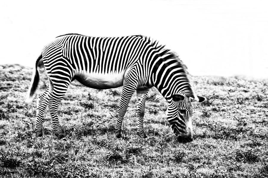 Zebra #1 Photograph by Kevin Cable