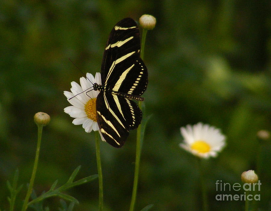 Zebra Longwing Butterfly #2 Photograph by Marilyn Smith