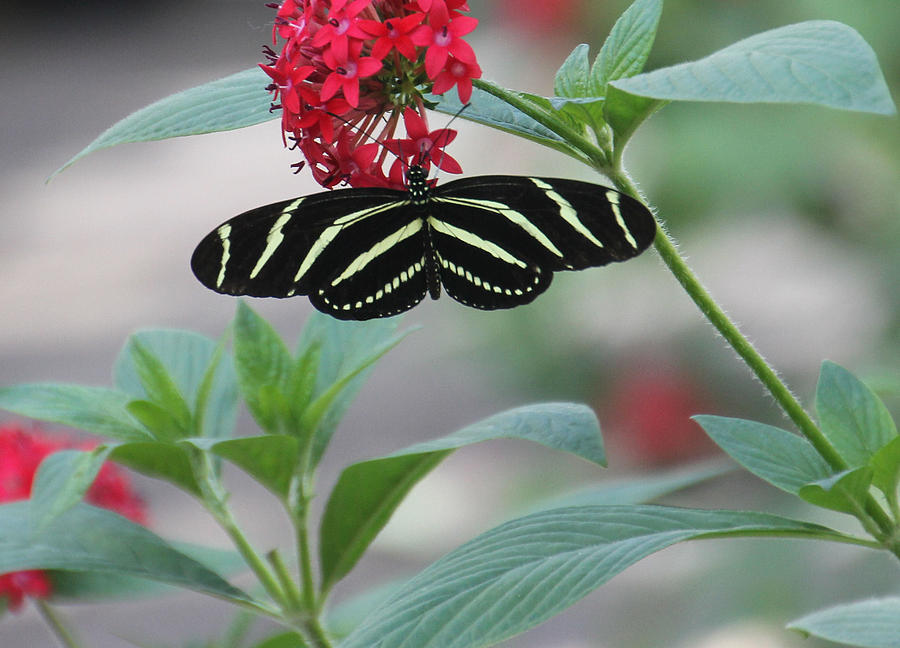 Zebra Longwing Butterfly #1 Photograph by Rosalie Scanlon