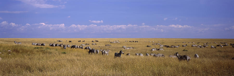 Nature Photograph - Zebra Migration, Masai Mara National #1 by Animal Images