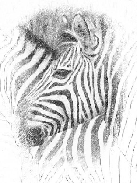 Zebra Photograph by Steve Arnold - Fine Art America