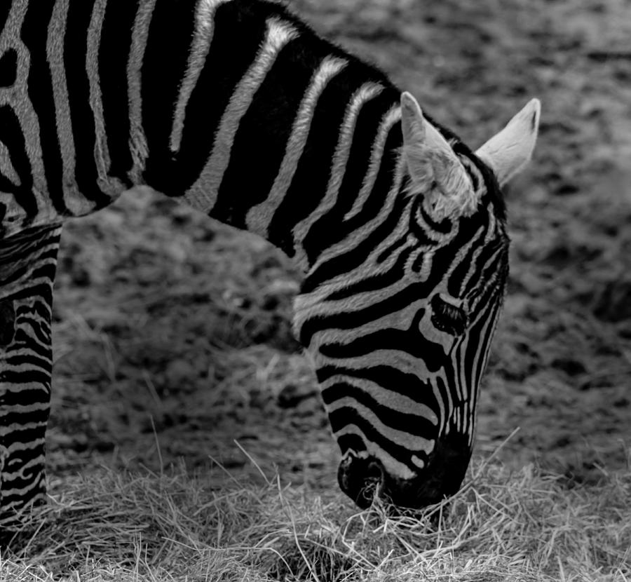 Zebra Stripes Photograph