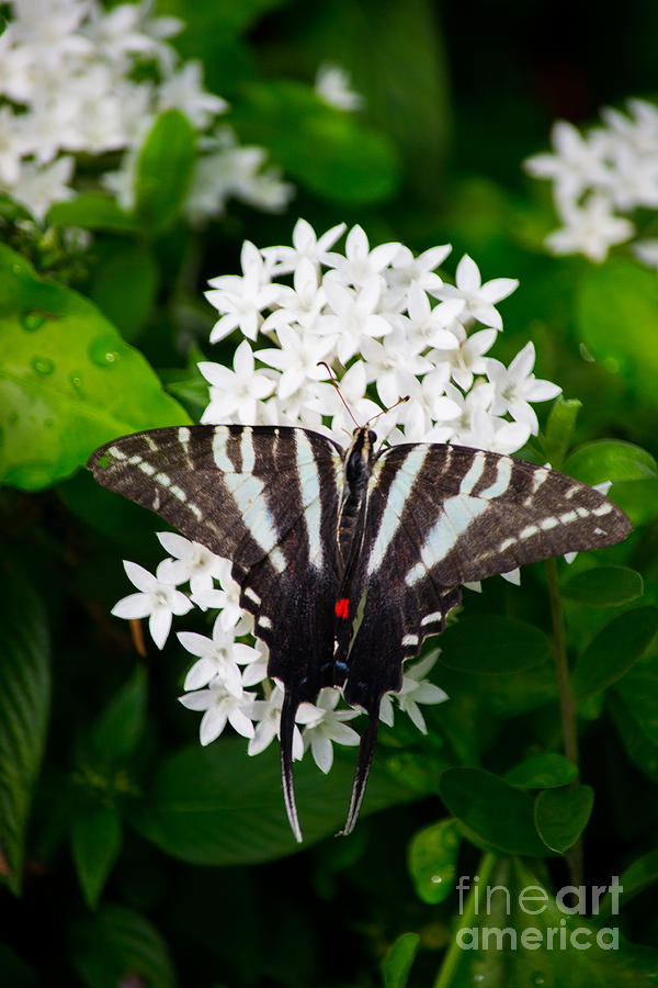Zebra Swallowtail #1 Photograph by Angela DeFrias